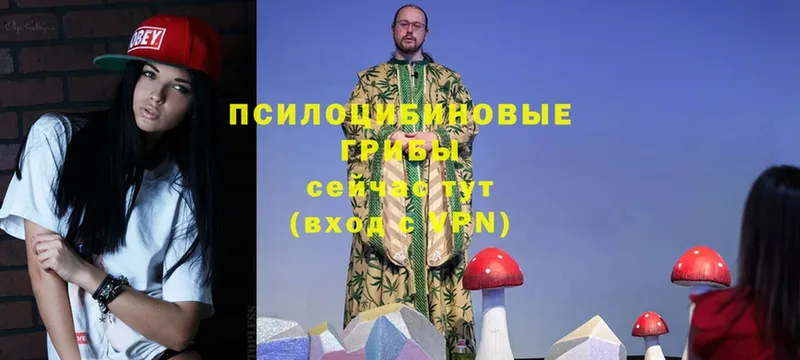 Псилоцибиновые грибы Cubensis  сколько стоит  Цоци-Юрт 